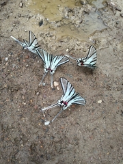 Protographium epidaus