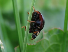 Anatis labiculata