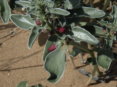 Penstemon albomarginatus