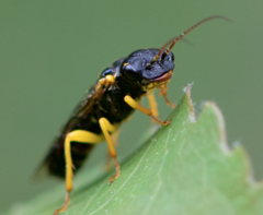 Pamphilius sylvaticus