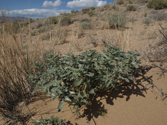 Penstemon albomarginatus