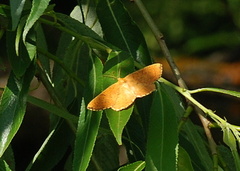 Angerona