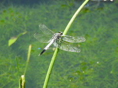 Orthetrum albistylum speciosum