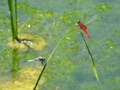 Orthetrum albistylum speciosum