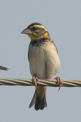 Ploceus benghalensis