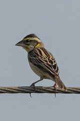 Ploceus benghalensis