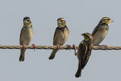 Ploceus benghalensis