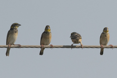 Ploceus benghalensis