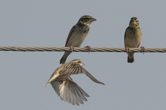 Ploceus benghalensis