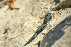 Dalmatolacerta oxycephala