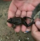 Leptodactylus macrosternum