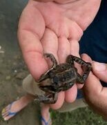 Leptodactylus macrosternum