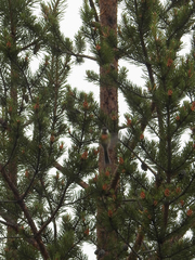 Poecile cinctus lapponicus