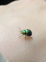 Chrysolina graminis