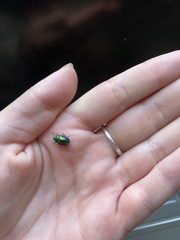 Chrysolina graminis