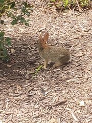 Sylvilagus floridanus