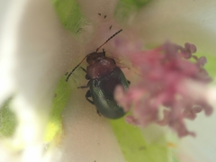 Podagrica fuscicornis