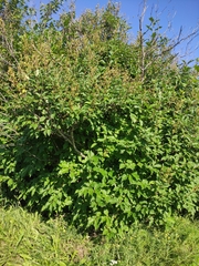 Syringa × henryi