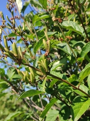 Syringa × henryi