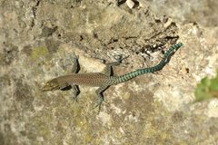 Dalmatolacerta oxycephala