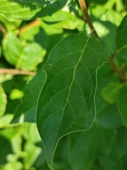 Syringa × henryi