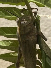 Anacridium aegyptium