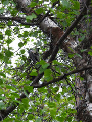 Poecile cinctus lapponicus