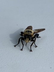 Laphria virginica