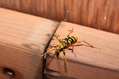 Chlorophorus quinquefasciatus