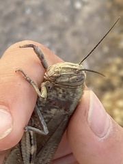 Anacridium aegyptium