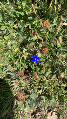 Gentiana verna
