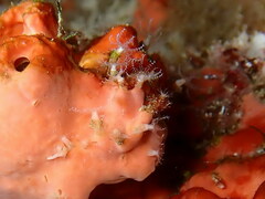 Clavularia crassa