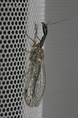 Dichrostigma flavipes