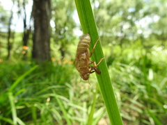 Cicadidae