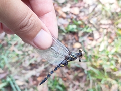 Onychothemis testacea