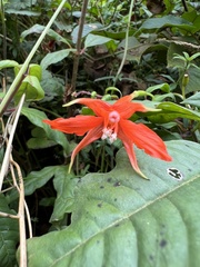 Fuchsia venusta