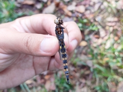 Onychothemis testacea