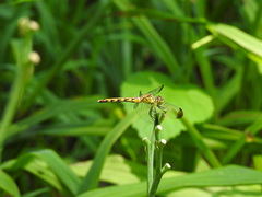 Sympetrum eroticum
