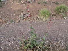 Penstemon bicolor roseus