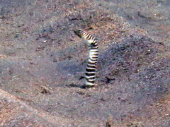 Zebra Garden Eel photo 2