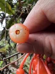 Psammisia graebneriana