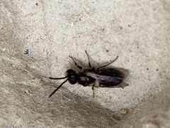 Hylaeus communis