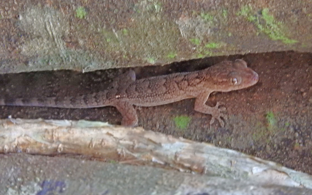 Grandidier's Velvet Gecko