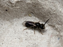 Hylaeus communis
