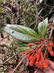 Psammisia graebneriana