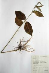 Vincetoxicum ascyrifolium