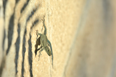 Dalmatolacerta oxycephala