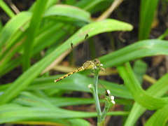 Sympetrum eroticum