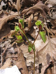 Euphorbia mercurialina