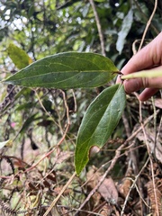 Psammisia graebneriana